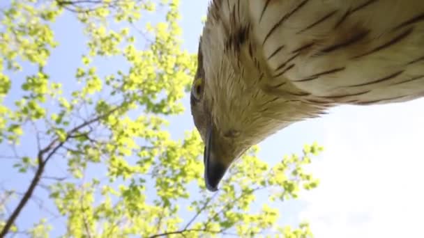 粗腿的秃鹰 — 图库视频影像