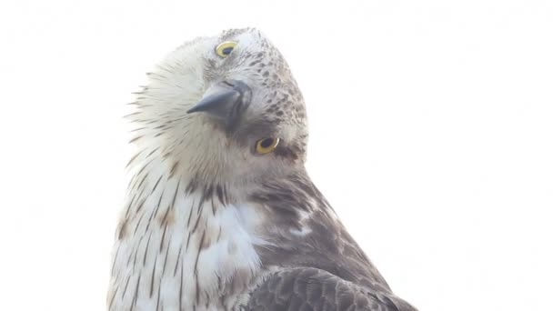 Rough-legged buzzard — Stock Video