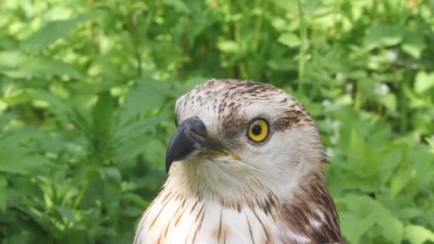 Raubeiniger Mäusebussard — Stockvideo