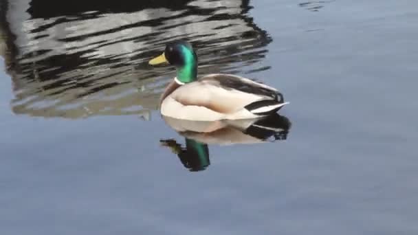 Mallard duck — Stock Video