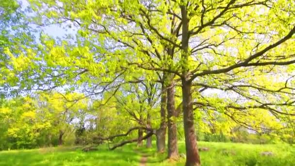 Roble verde — Vídeo de stock