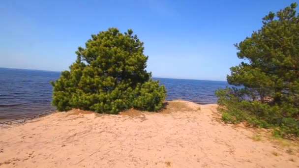 Copaci de pin — Videoclip de stoc