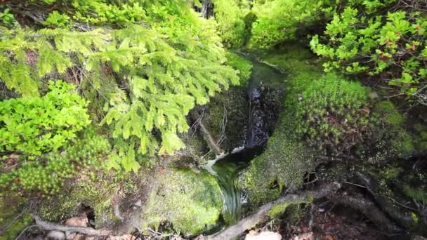 Stream in het bos — Stockvideo