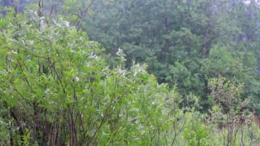 Yaz sıcak yağmur 5