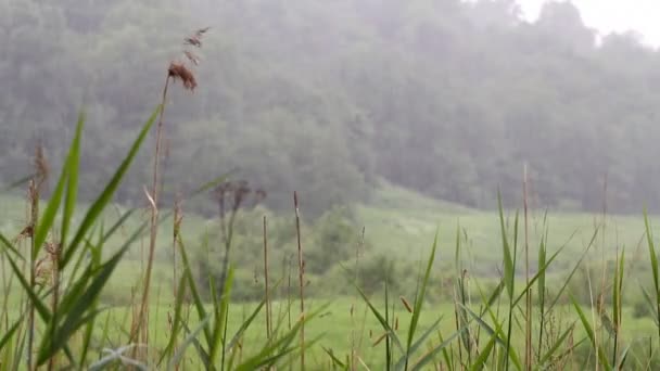 Lluvia cálida verano 3 — Vídeo de stock