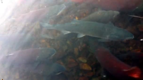 Main run blue-backed salmon — Stock Footage Main run blue-backed salmon Video Clip