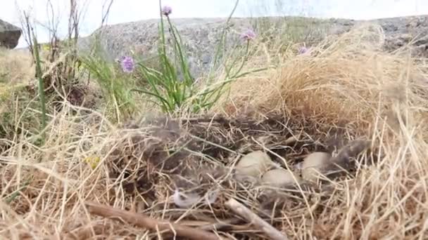 Tufted kachna (Aythya fuligula) — Stock video