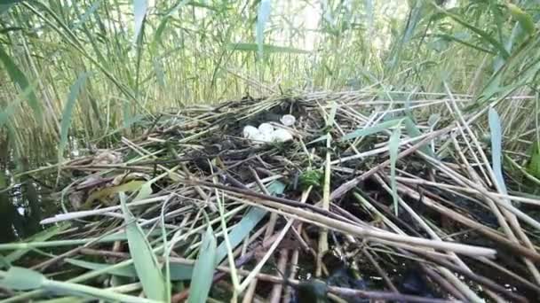 Gordura de crista-grande (Podiceps cristatus ) — Vídeo de Stock