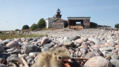 Kuzey Kutup sumrusu (Sterna paradisaea)
