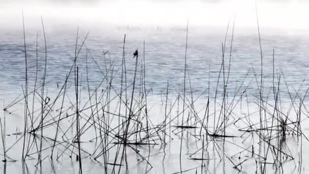 Mañana en el lago — Vídeos de Stock