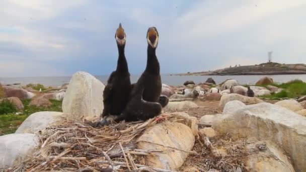 Baby birds of a cormorant — Stock Video