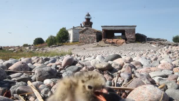 Arctic Tern (парадигма) ) — стоковое видео