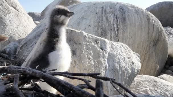 Atlantic murre (Uria aalge) chick — Stock Video