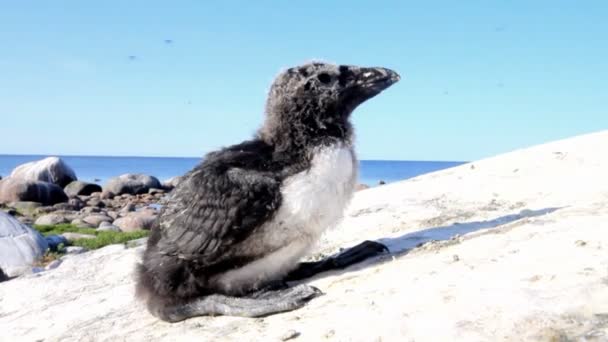 Tordmule (Alca torda) chick — Stockvideo