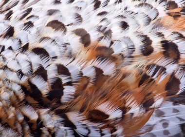 Ela grouse tüyleri