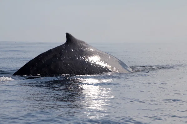 ザトウクジラ (緯度西海上) — ストック写真