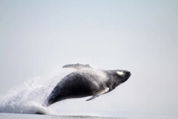 Горбатый кит (лат. Megaptera novaeangliae ) — стоковое фото