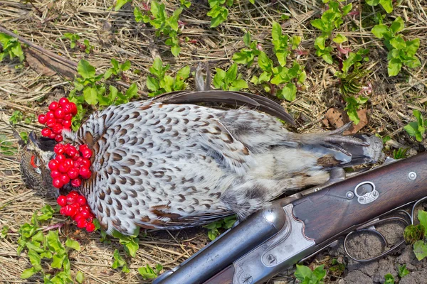 Jagd auf Haselhuhn — Stockfoto