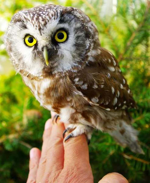 Baykuş (Aegolius funereus) — Stok fotoğraf