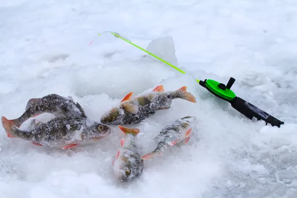 Winter baars visserij-recreatie — Stockfoto