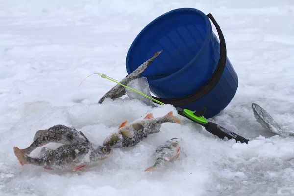 Winter perch fishing leisure — Stock Photo, Image