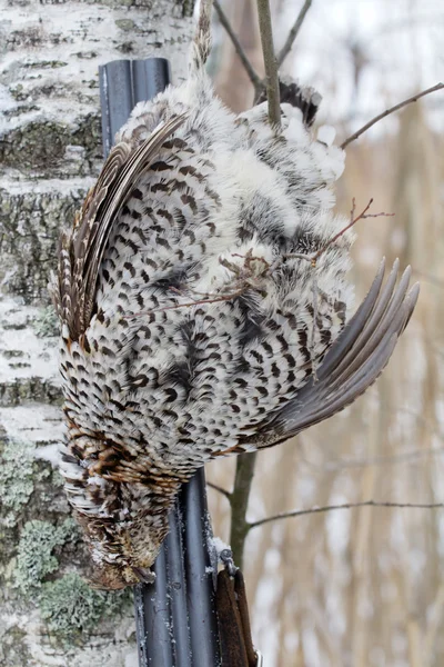 På jakt efter en hazel grouse — Stockfoto