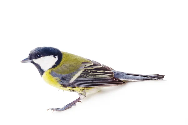 Great tit, isolated — Stock Photo, Image