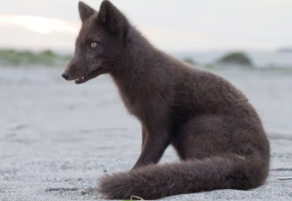 Zorro polar — Foto de Stock