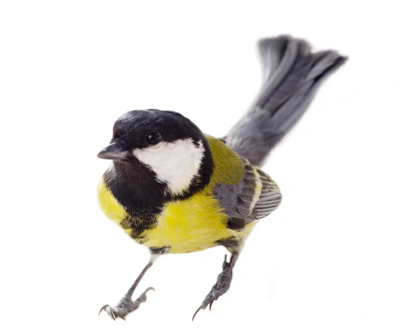 Great tit bird in the middle of the winter — Stock Photo, Image