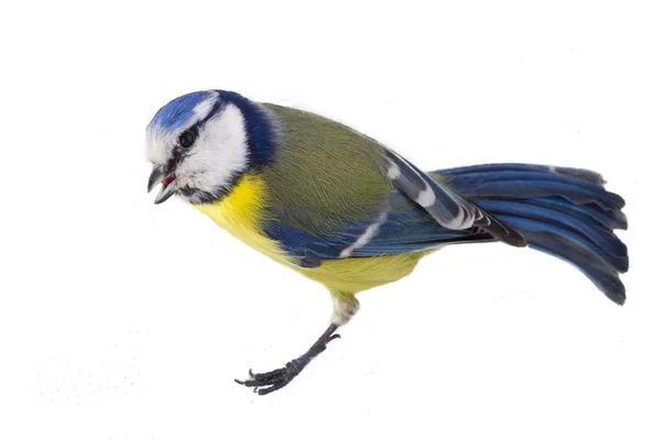 Pássaro tit azul isolado — Fotografia de Stock