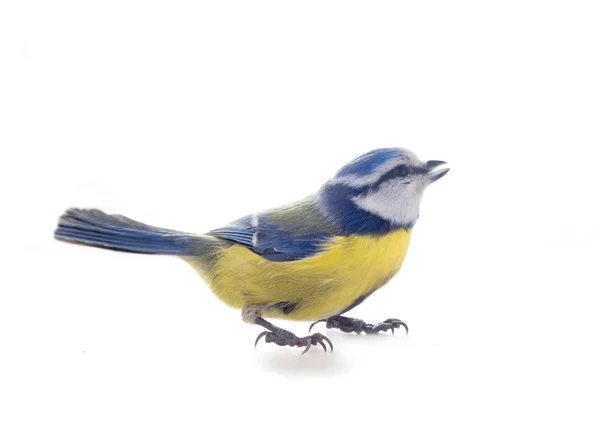 Kék cinege madár elszigetelt — Stock Fotó