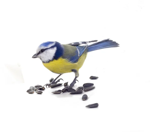 Mésange bleue oiseau isolé — Photo