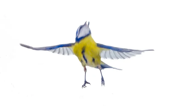 Mésange bleue oiseau isolé — Photo