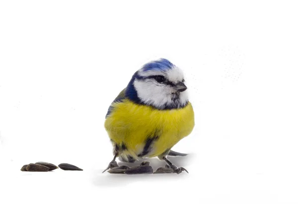 Pimpelmees vogel geïsoleerd — Stockfoto