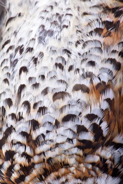 Φτέρωμα του ένα φουντουκιά grouse — Φωτογραφία Αρχείου