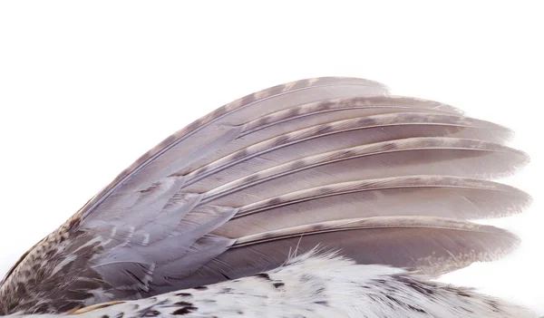 Plumage of a hazel grouse — Stock Photo, Image