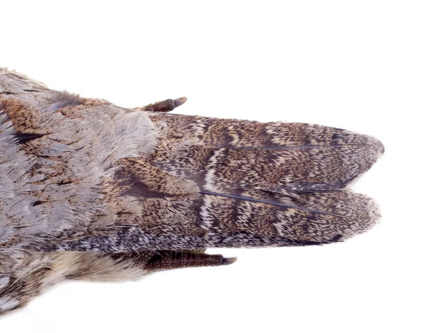 Plumage of a hazel grouse — Stock Photo, Image