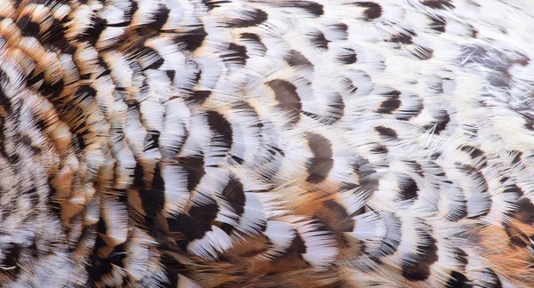 Plumagen av en hazel grouse — Stockfoto