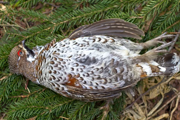 Hunting a hazel grouse — Stock Image Hunting a hazel grouse Royalty Free Stock Photos