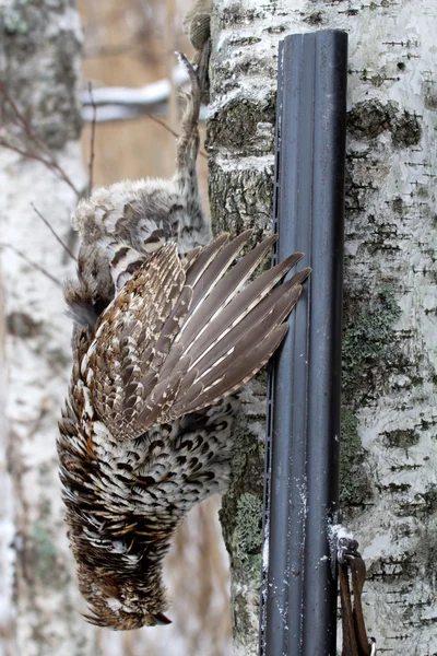 Hunting for a hazel grouse — Stock Image Hunting for a hazel grouse Stock Photo