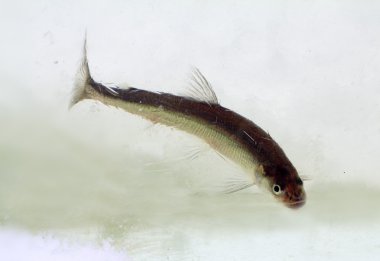 buz (Osmerus eperlanus altında kışın kokuyordu)