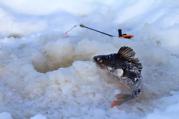 Winter perch fishing leisure — Stock Photo, Image