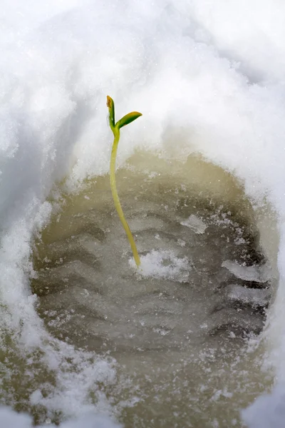 Spår av våren — Stockfoto