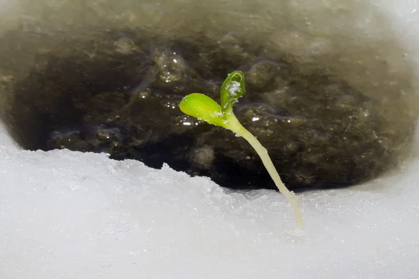 First plants — Stockfoto