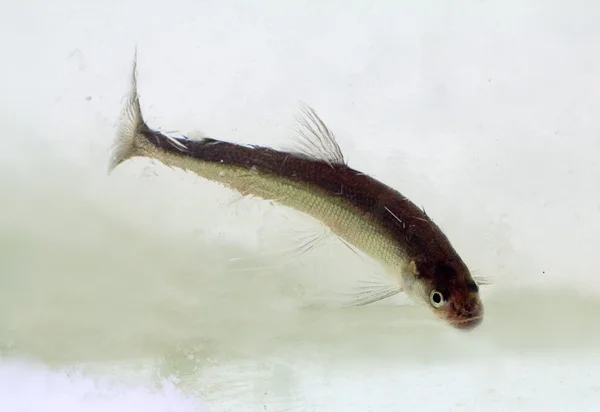 Smelt in de winter onder ijs (Osmerus eperlanus) — Stockfoto