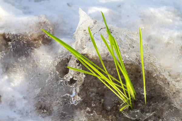 Spring start — Stock Photo, Image