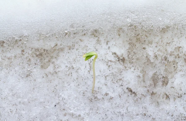 Spring start — Stock Photo, Image