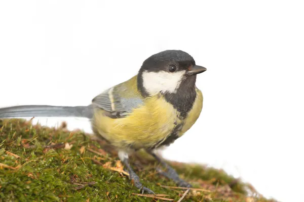 Brillante pájaro titmouse —  Fotos de Stock