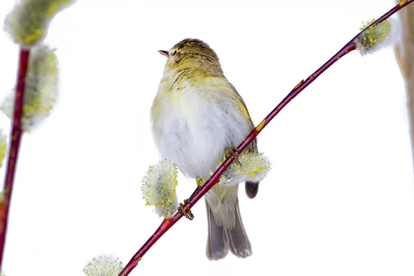 Willow warbler bird — Stock Photo, Image