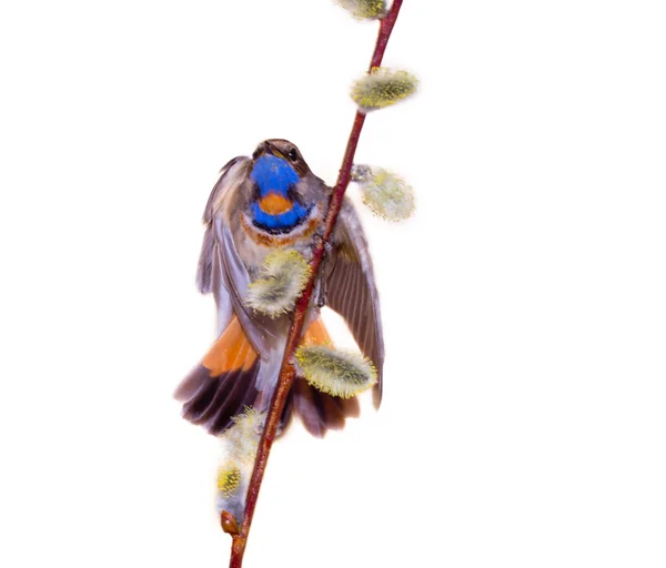 Blue-throated robin bird — Stock Photo, Image
